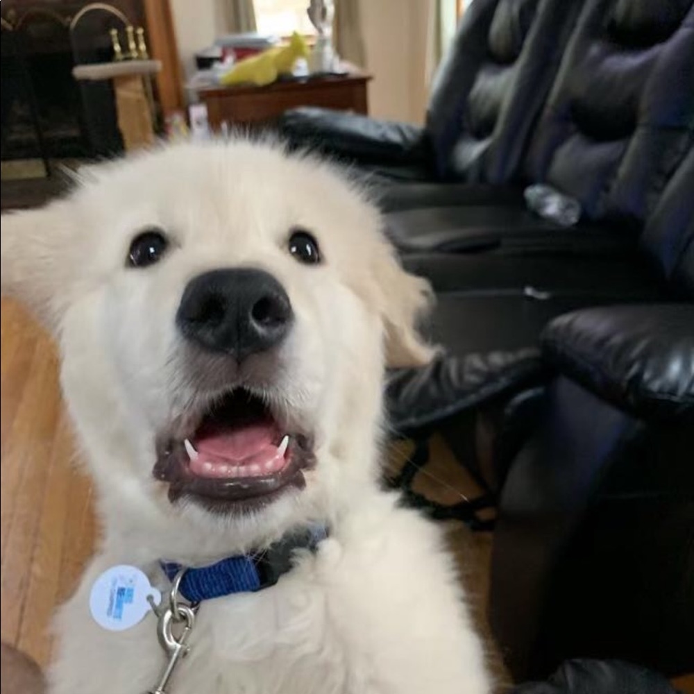 Meet your Posher, Kate